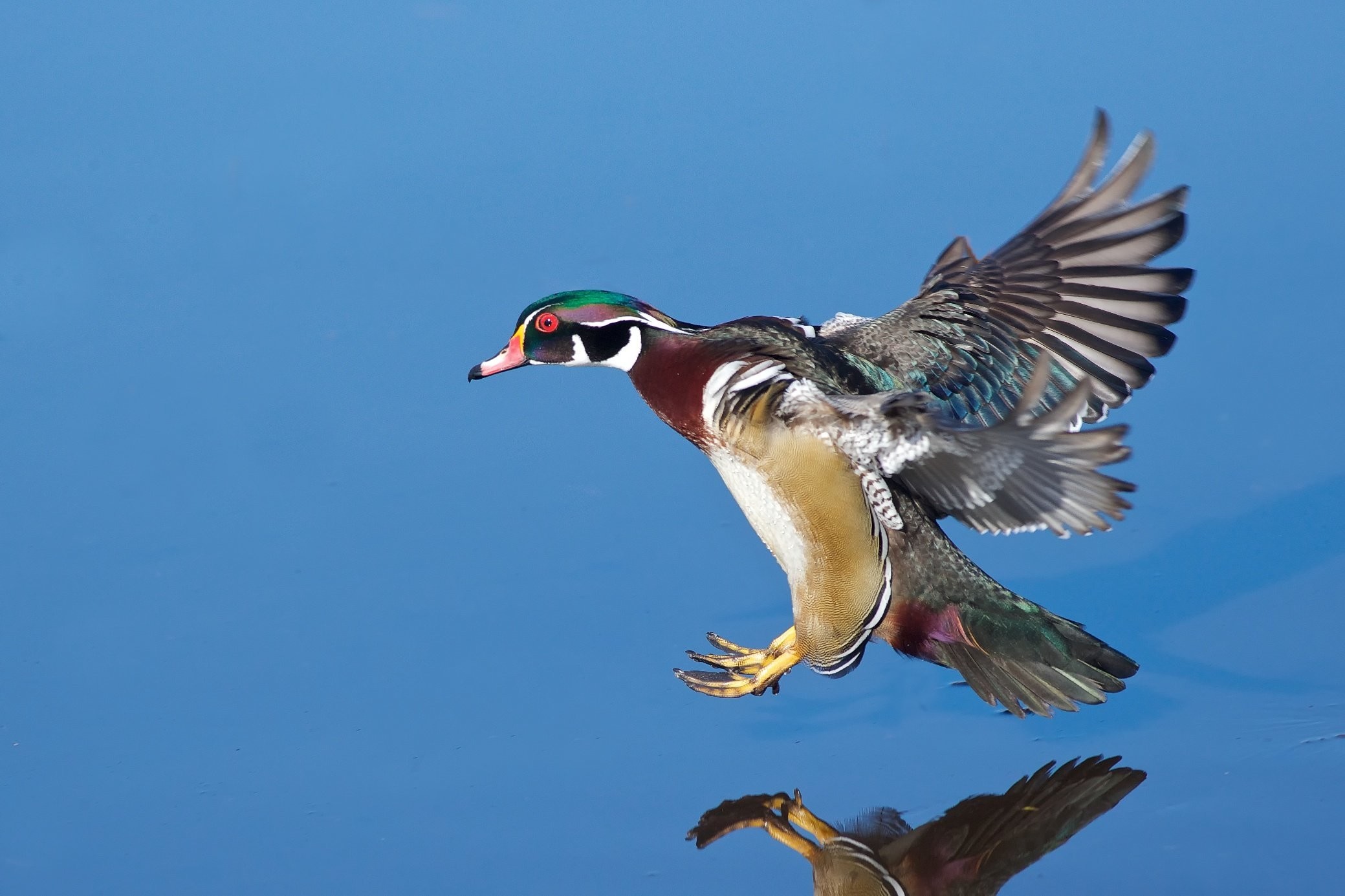 Ducks Unlimited Wood Duck Wallpaper - Male Wood Duck Landing - HD Wallpaper 