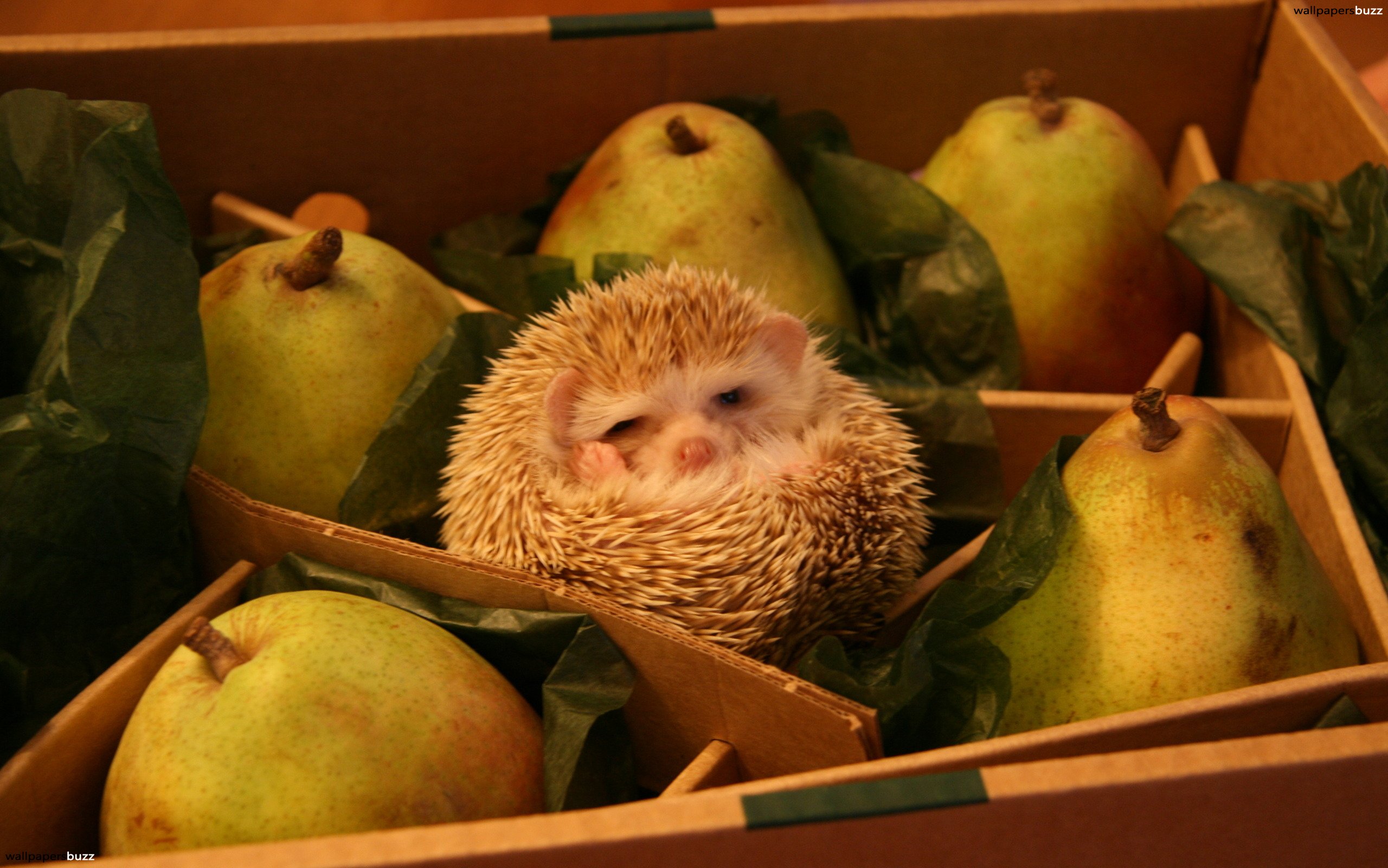 Hedgehog Pear - HD Wallpaper 