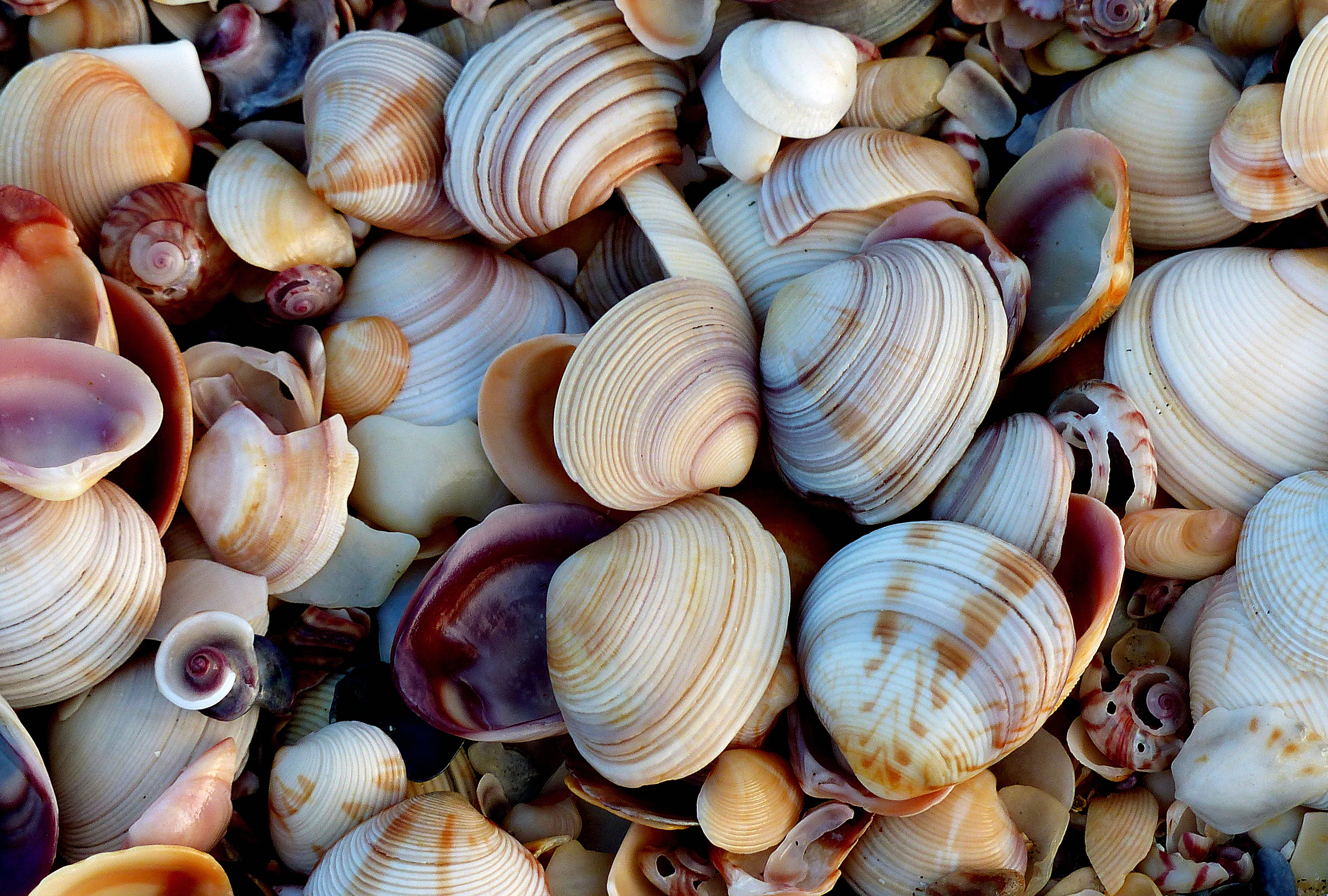 Shell On Beach - HD Wallpaper 