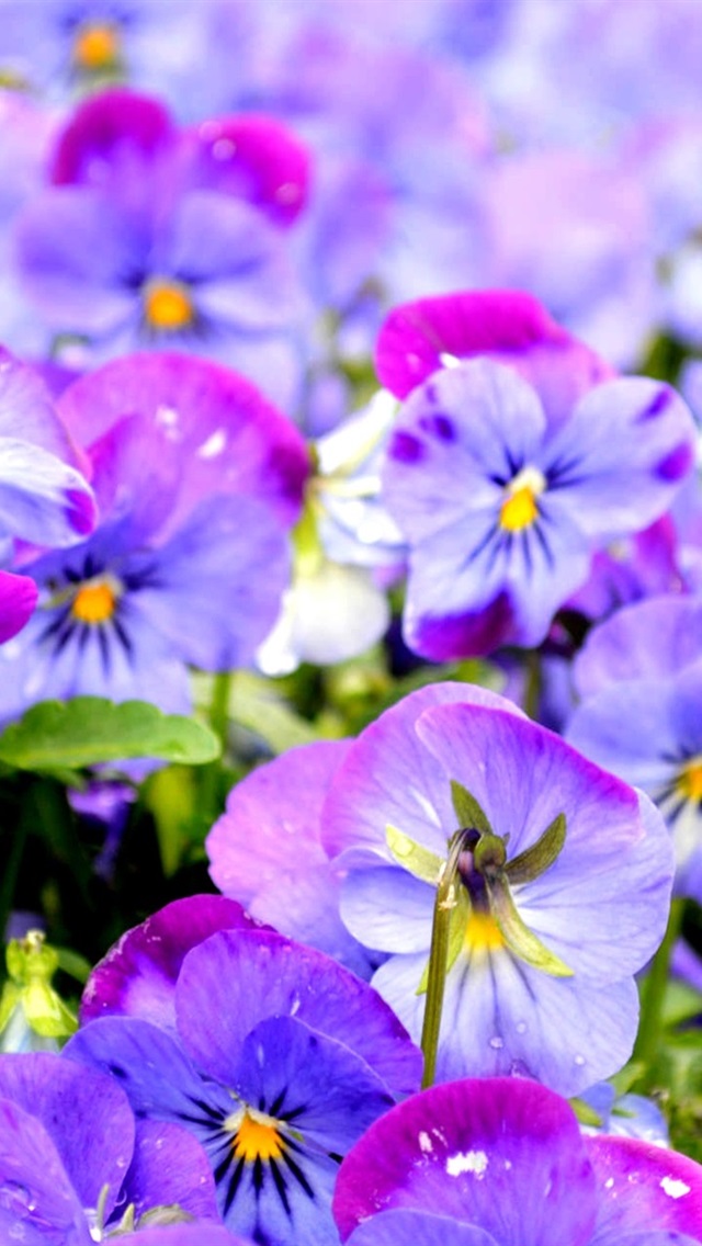 Viola Plant - HD Wallpaper 