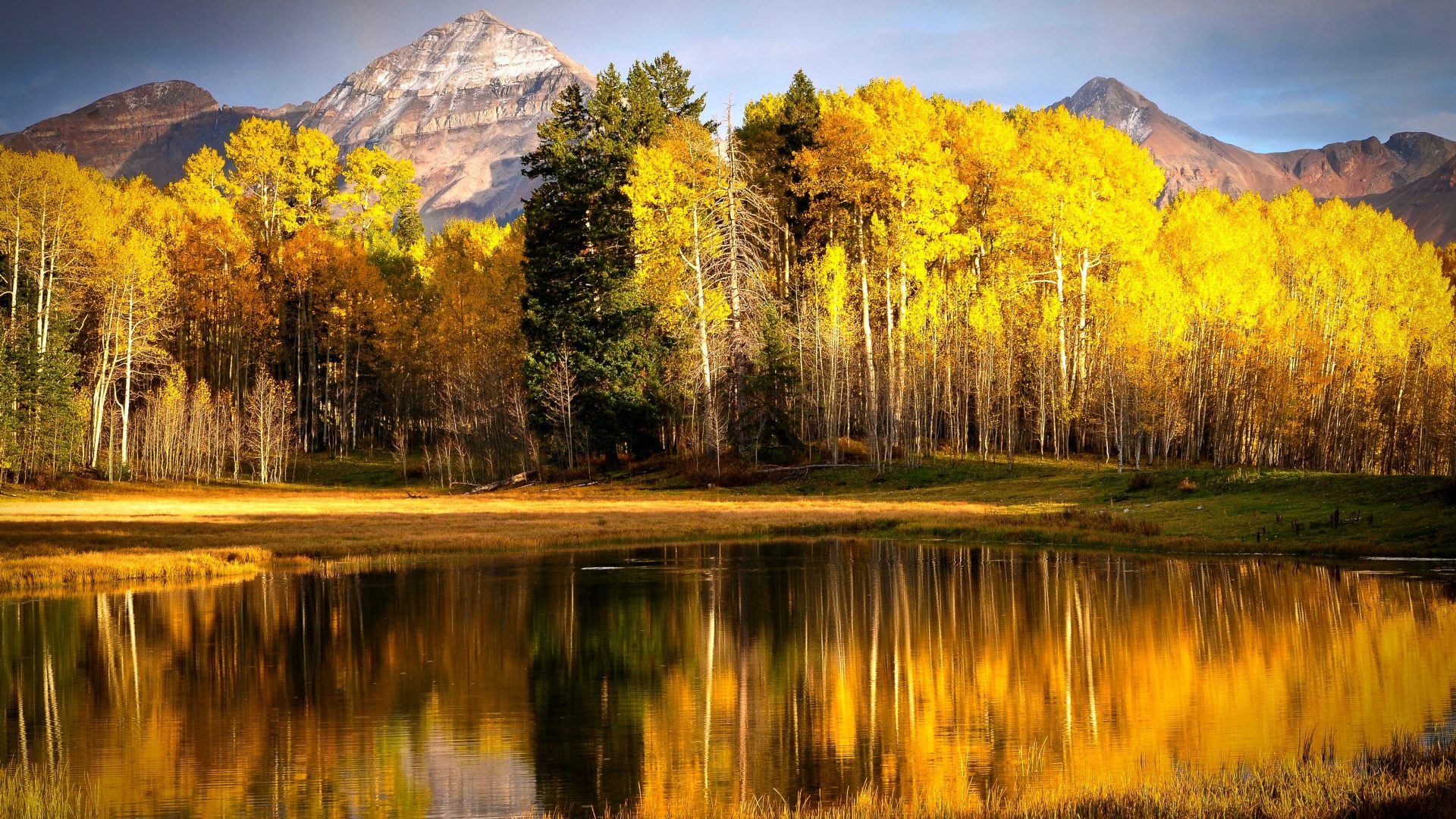 Aspen Trees Desktop Background - HD Wallpaper 