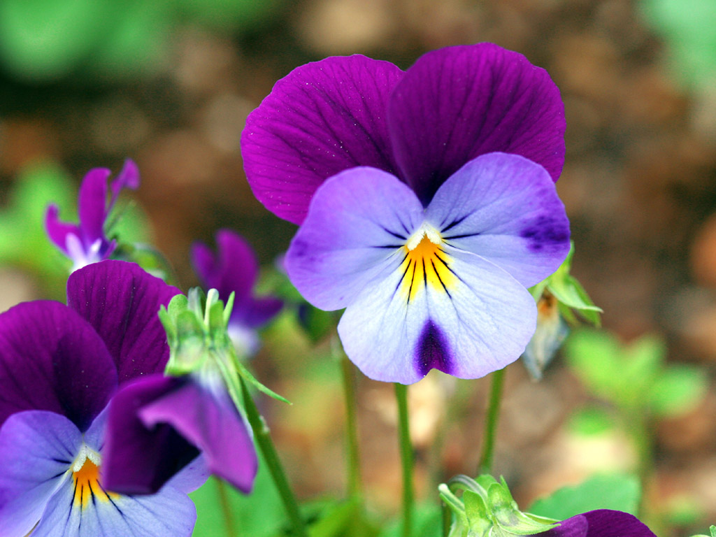 Pansies Violet Wallpaper Display - 1024x768 Wallpaper - teahub.io