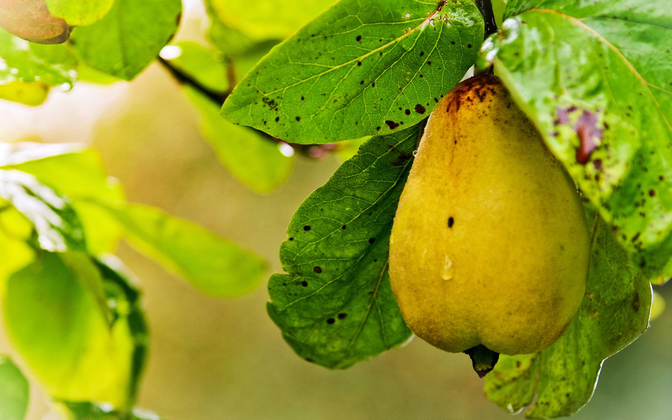 Pears - HD Wallpaper 