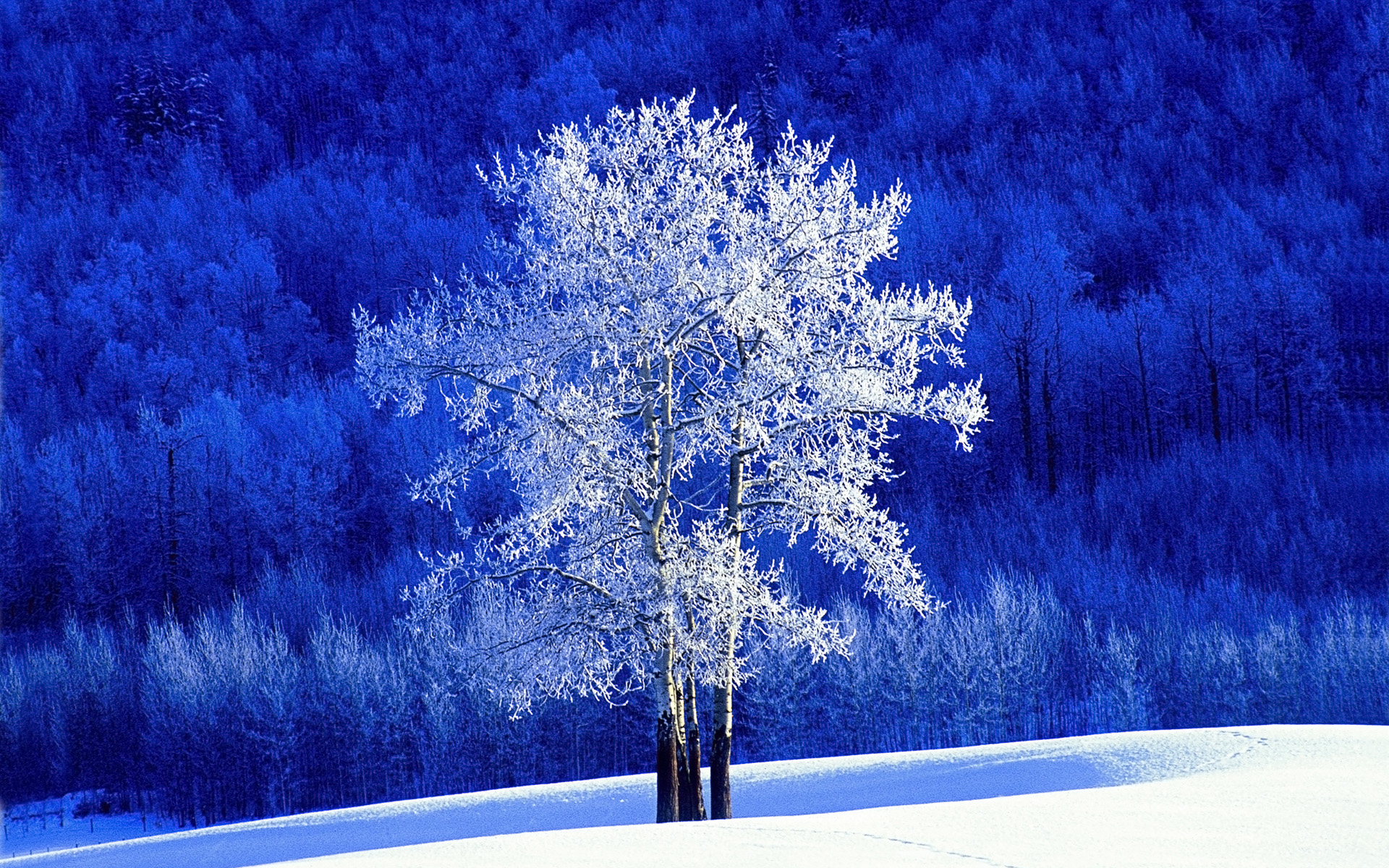 Frosted Aspen Tree - Freeze Wallpaper Hd - HD Wallpaper 