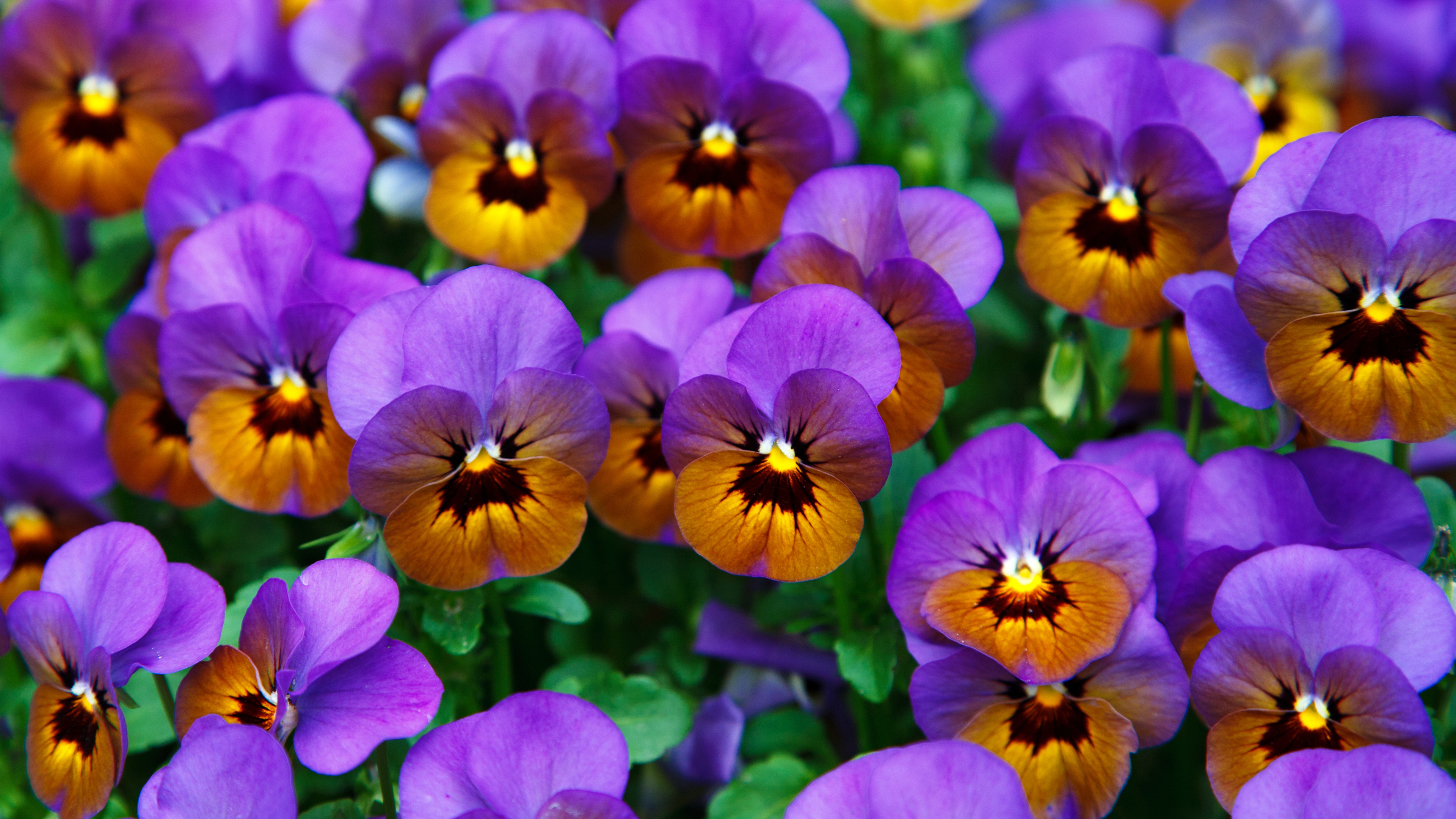 Pansy Flower Colors - HD Wallpaper 