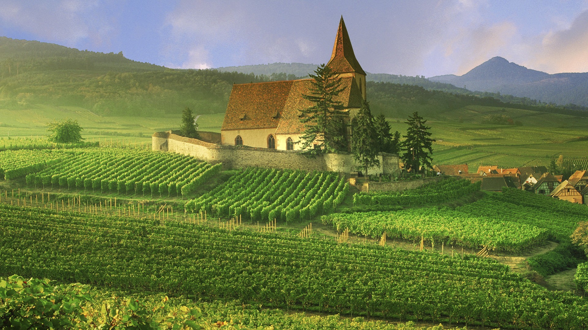 France Vineyard Wallpaper France Vineyard 
 Data-src - France Vineyard Background - HD Wallpaper 