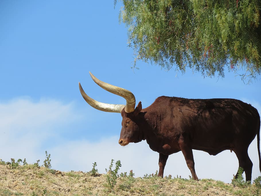 Texas Longhorn Cattle, San Diego Zoo, Safari Park, - Banteng Taman Safari - HD Wallpaper 