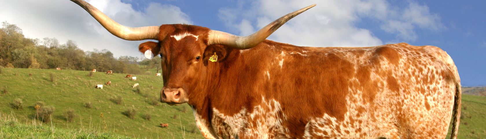 Texas Longhorn Cow - Imaginary Animal In Grasslands - HD Wallpaper 