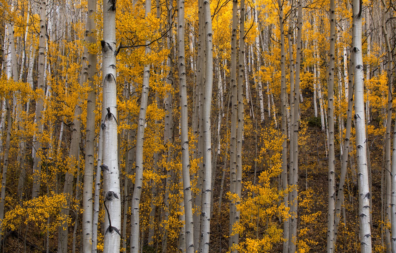 Photo Wallpaper Autumn, Forest, Trees, Aspen - Grove - HD Wallpaper 