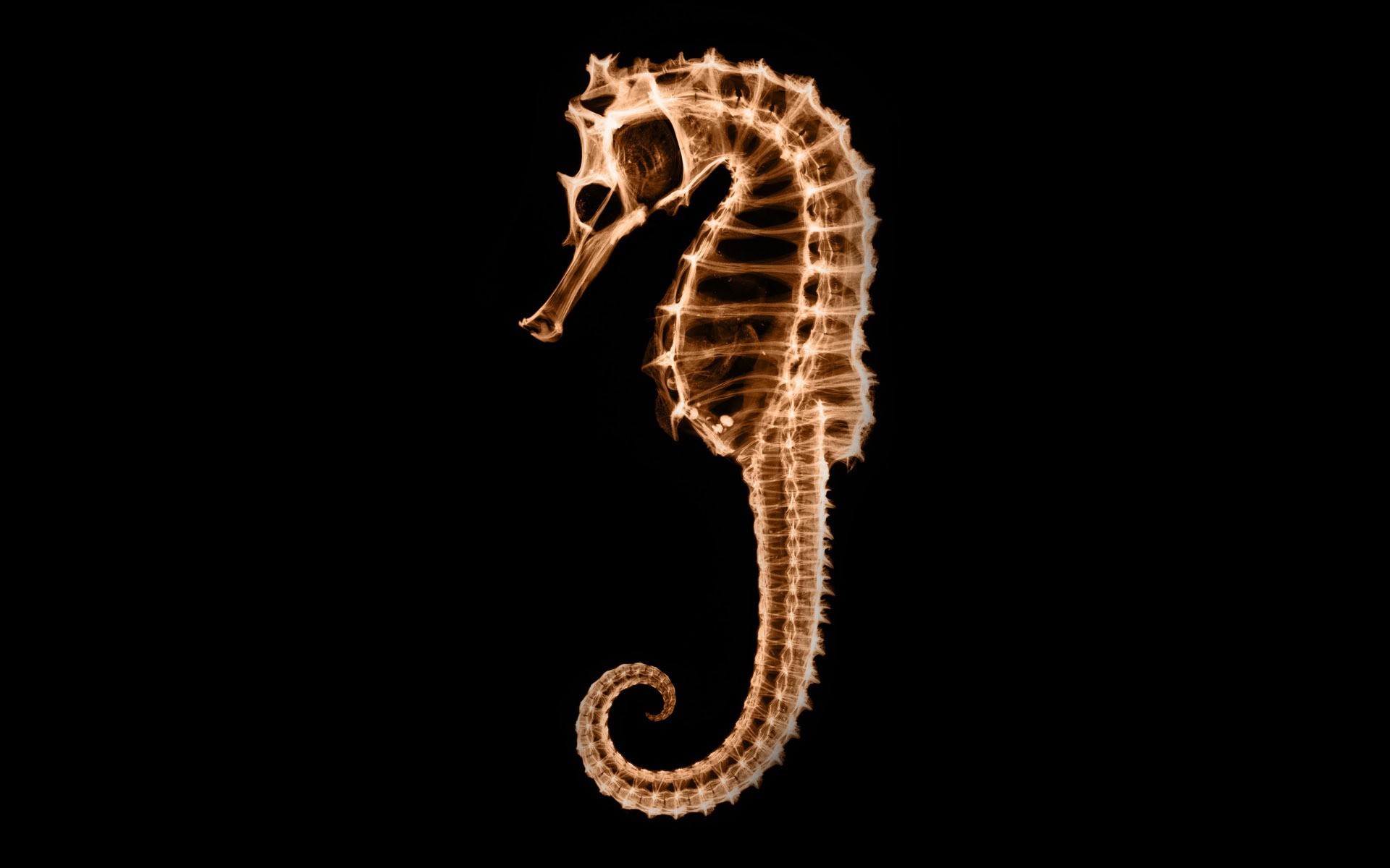 Quality Photo Of Seahorse, Wallpaper Of X Ray, Skeleton - X Rays Of Sea Horse - HD Wallpaper 