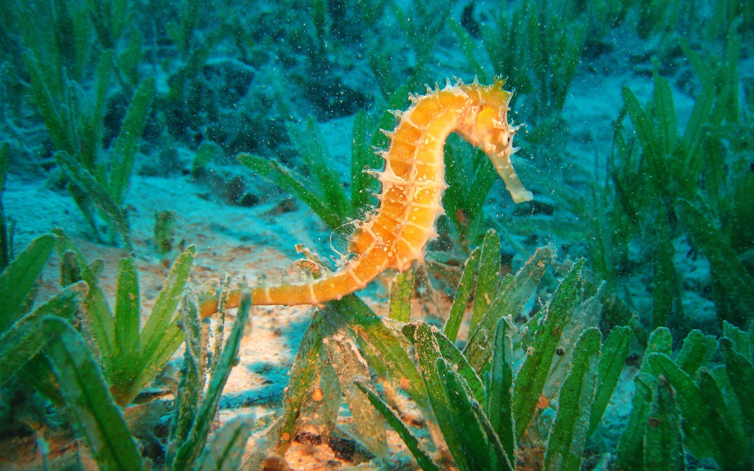 Seahorse Wallpapers Download - HD Wallpaper 