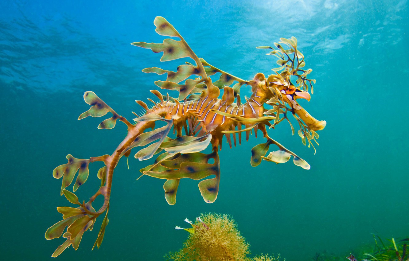 Photo Wallpaper Sea, The Ocean, Seahorse-the Ragpicker - Leafy Sea Dragon Gif - HD Wallpaper 