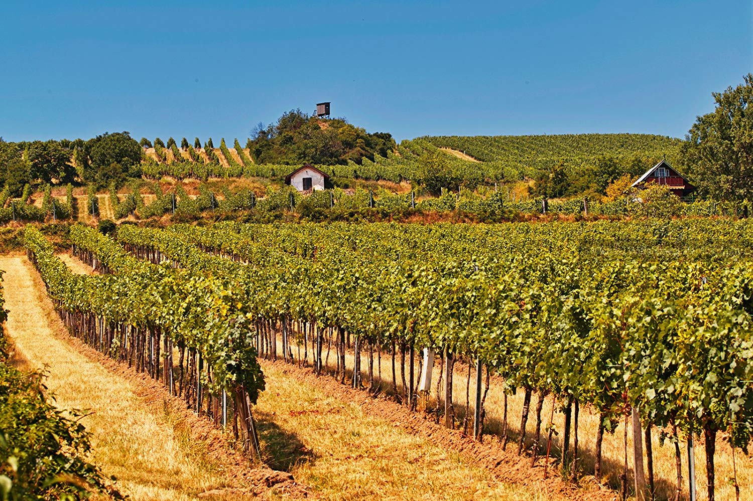 Wine Country - HD Wallpaper 