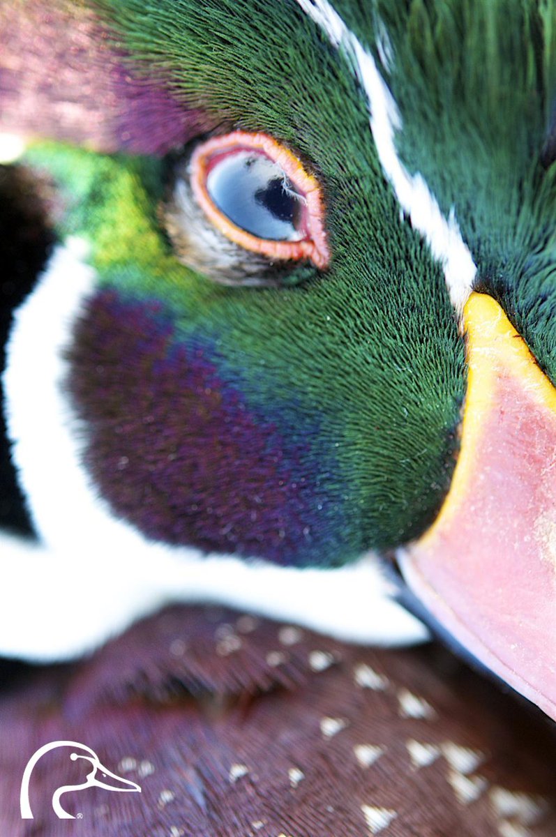 Phasianidae - HD Wallpaper 