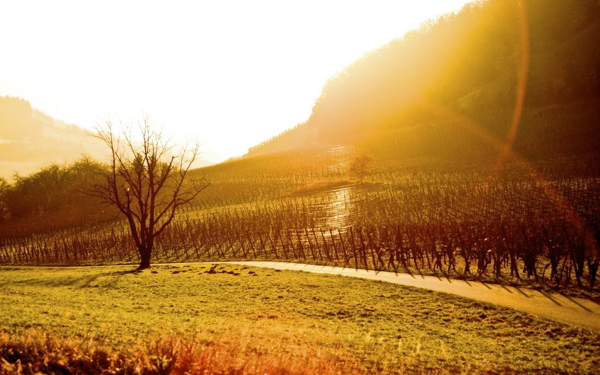 Vineyard Sun - HD Wallpaper 