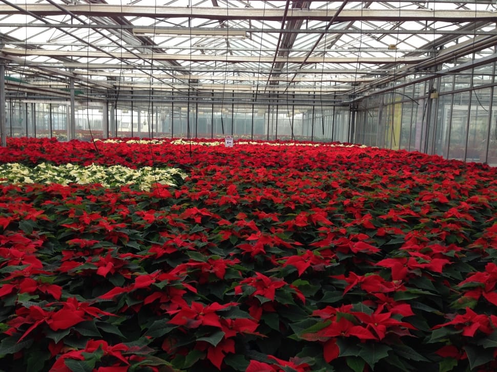 Plant, Greenhouse, Rearing, Poinsettia, Flower, Growth - Cultivar Poinsettia En Invernadero - HD Wallpaper 