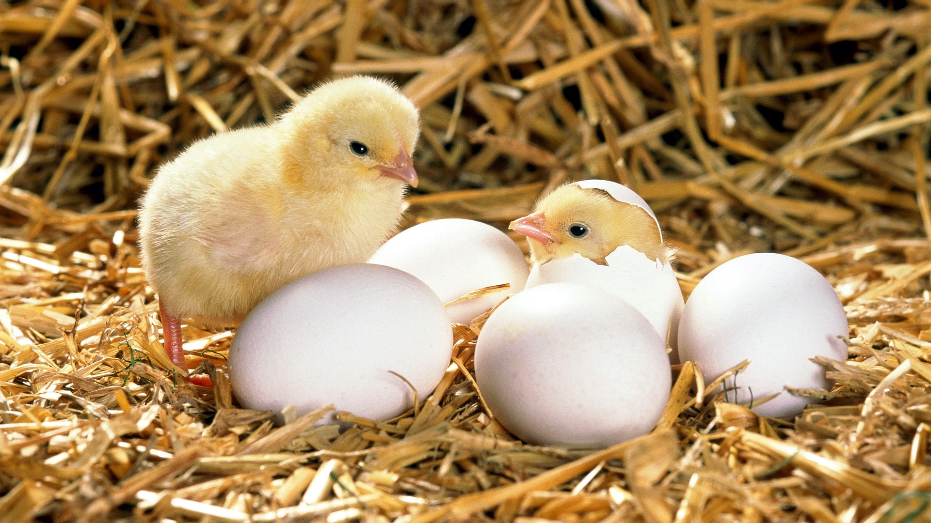 Wallpaper Chicken, Eggs, Shell, Hatched, Hay - Chicks And Eggs - HD Wallpaper 
