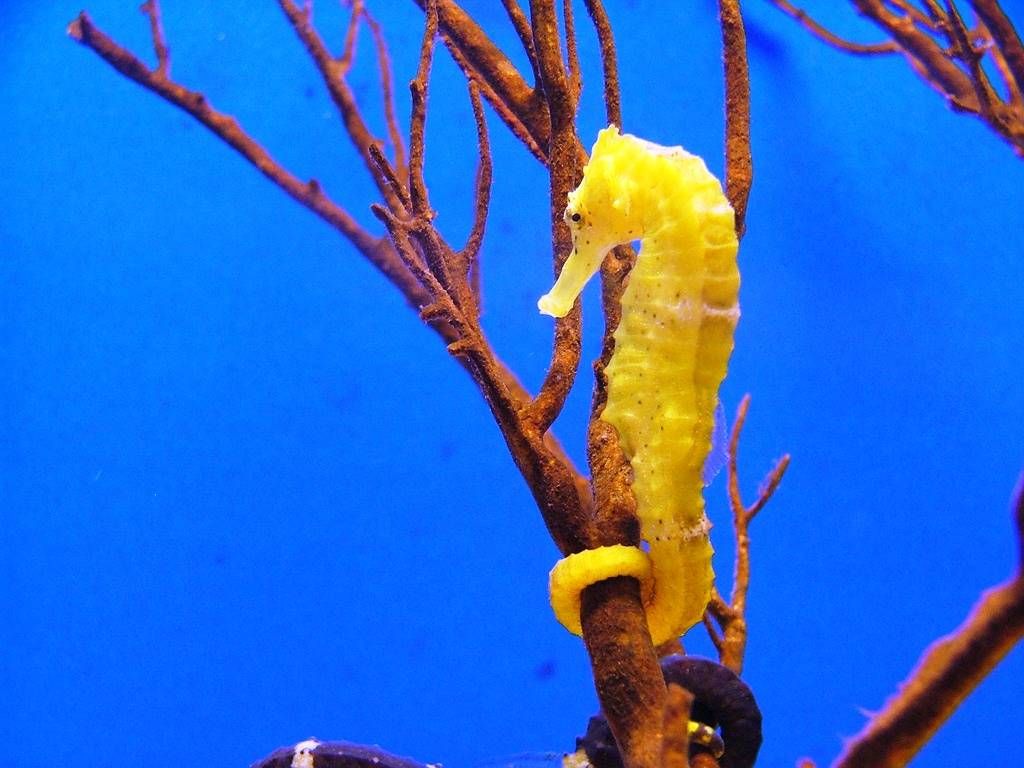Seahorse Holding Onto Seaweed - HD Wallpaper 