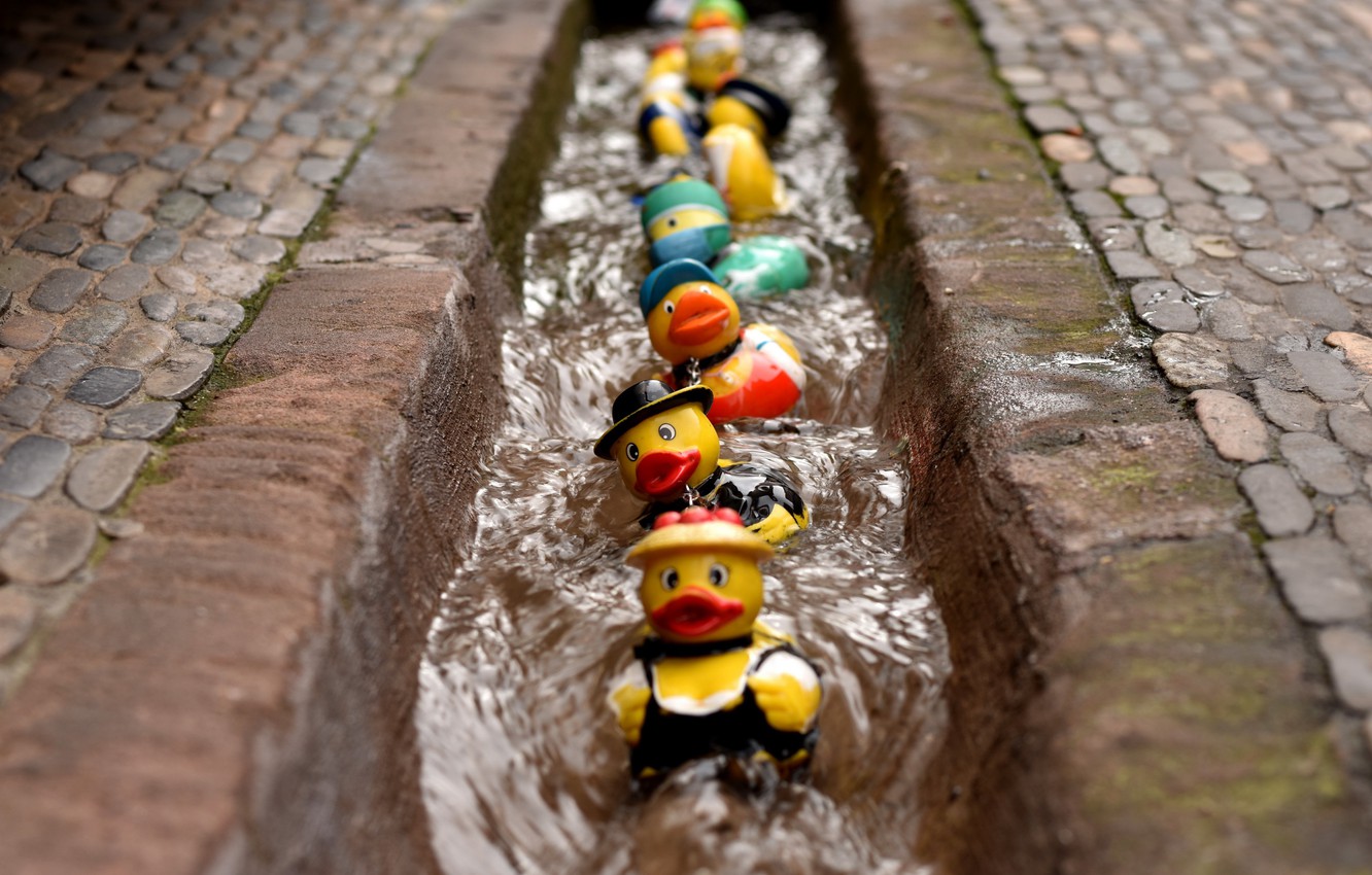 Photo Wallpaper Colours, Rubber Duck Race, Bunt - Rubber Duck - HD Wallpaper 