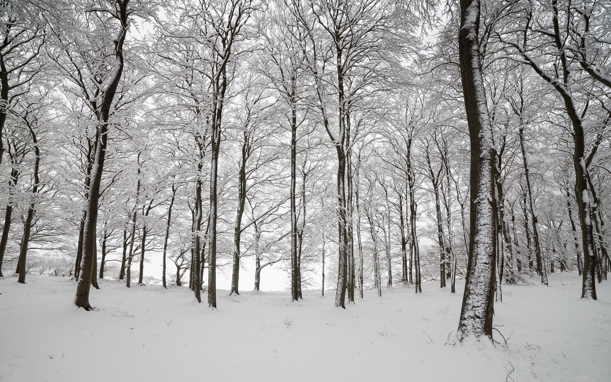 New England Forest Winter - HD Wallpaper 