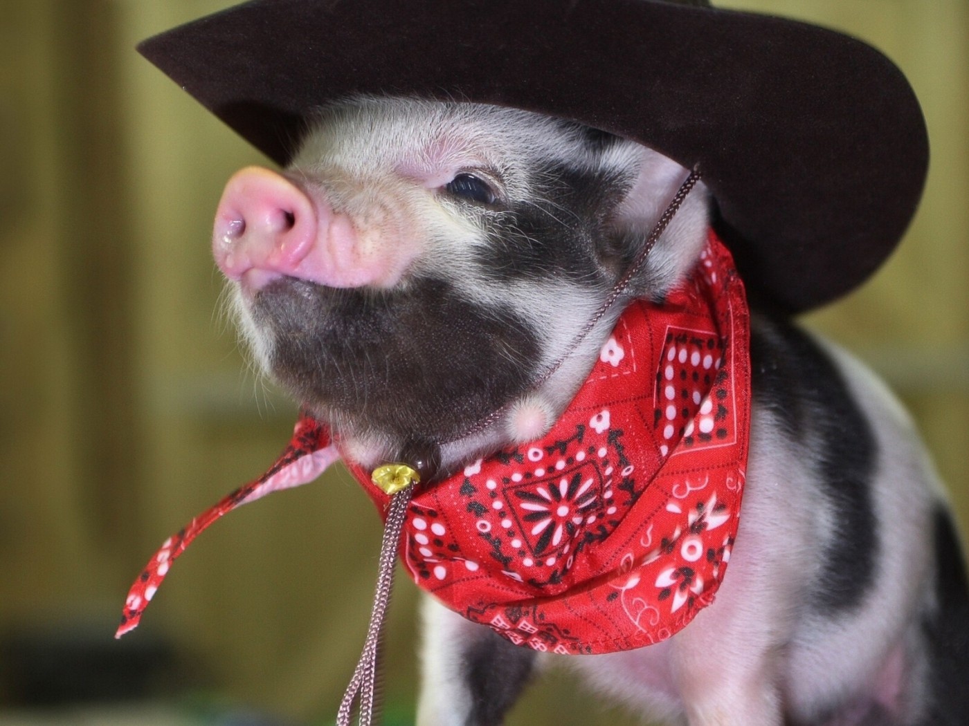 Wallpaper Pig, Little Pig, Cowboy Hat, Bandana - Micro Pig In Outfit - HD Wallpaper 