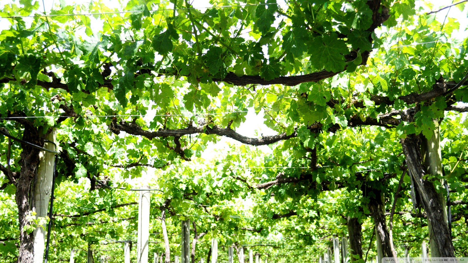 Vine Wallpaper Hd - HD Wallpaper 