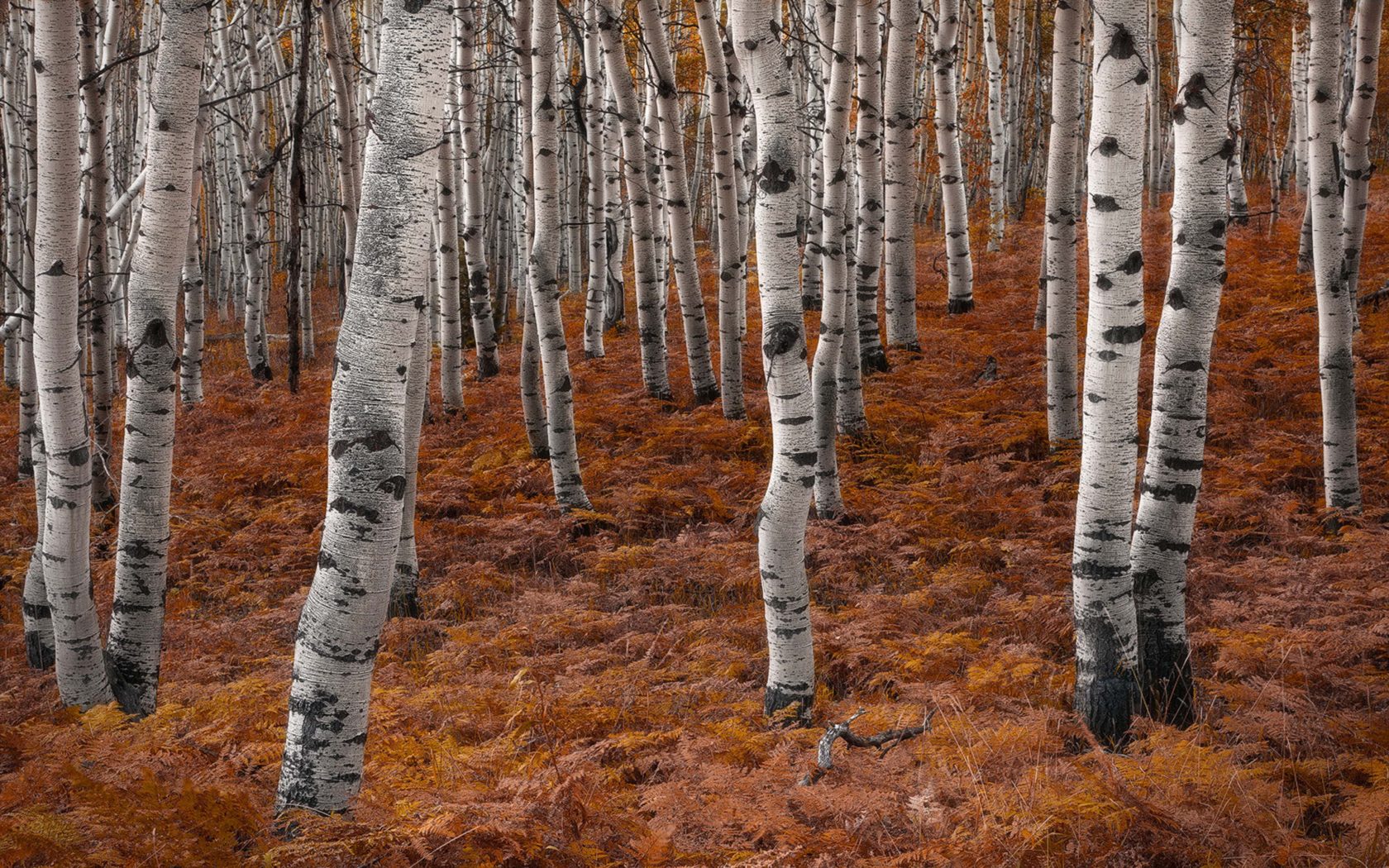 Birch Tree Forest Fall - HD Wallpaper 