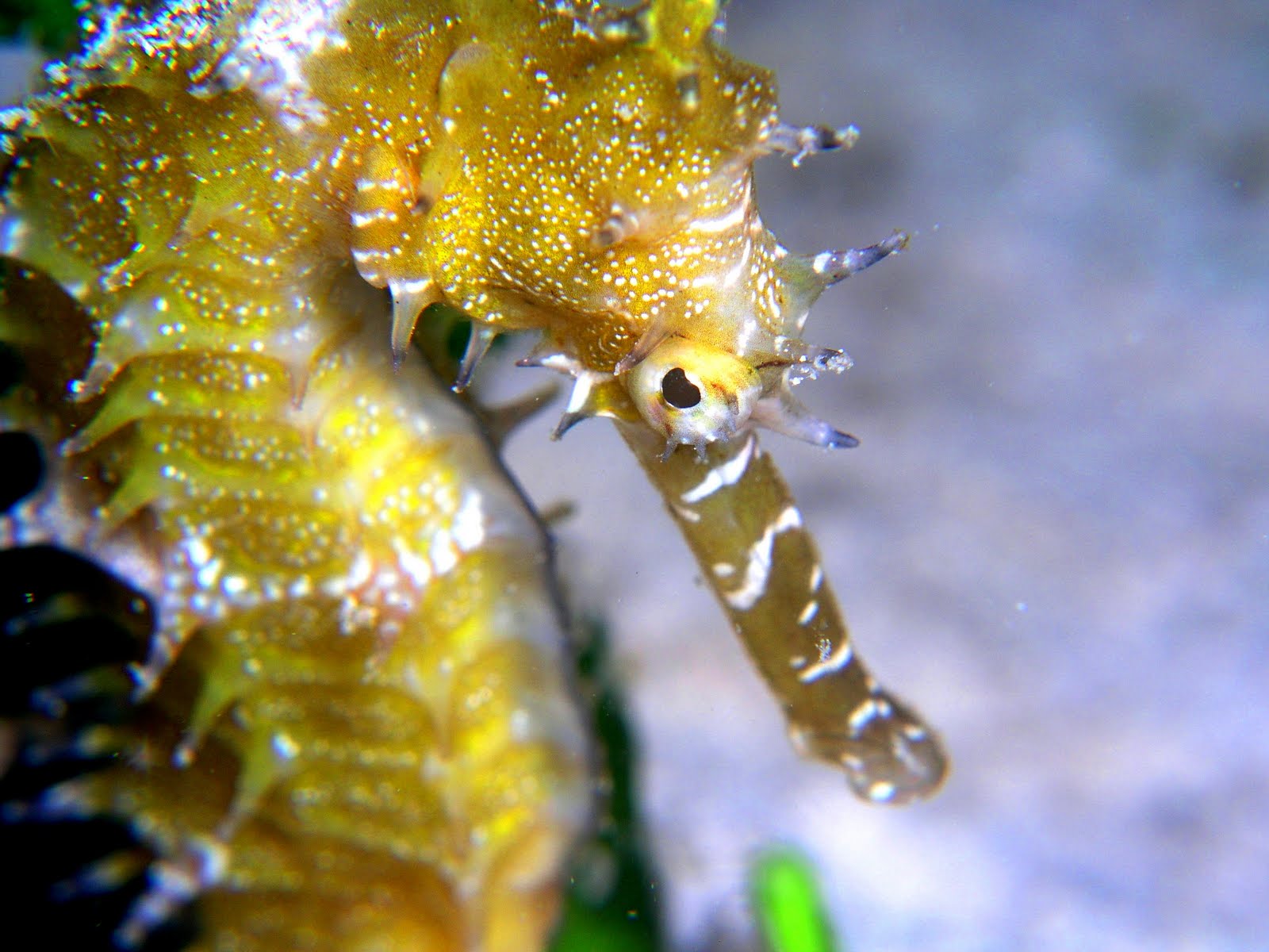 Ultra Hd Seahorse Wallpapers - HD Wallpaper 