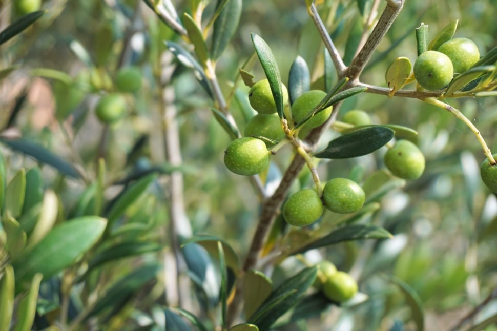 Olive Tree, Olive Branch, Tree, Olives, Growth, Olive - Olives Tree Wallpaper Hd - HD Wallpaper 