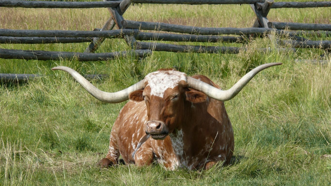 Longhorn Laying In Grass - HD Wallpaper 