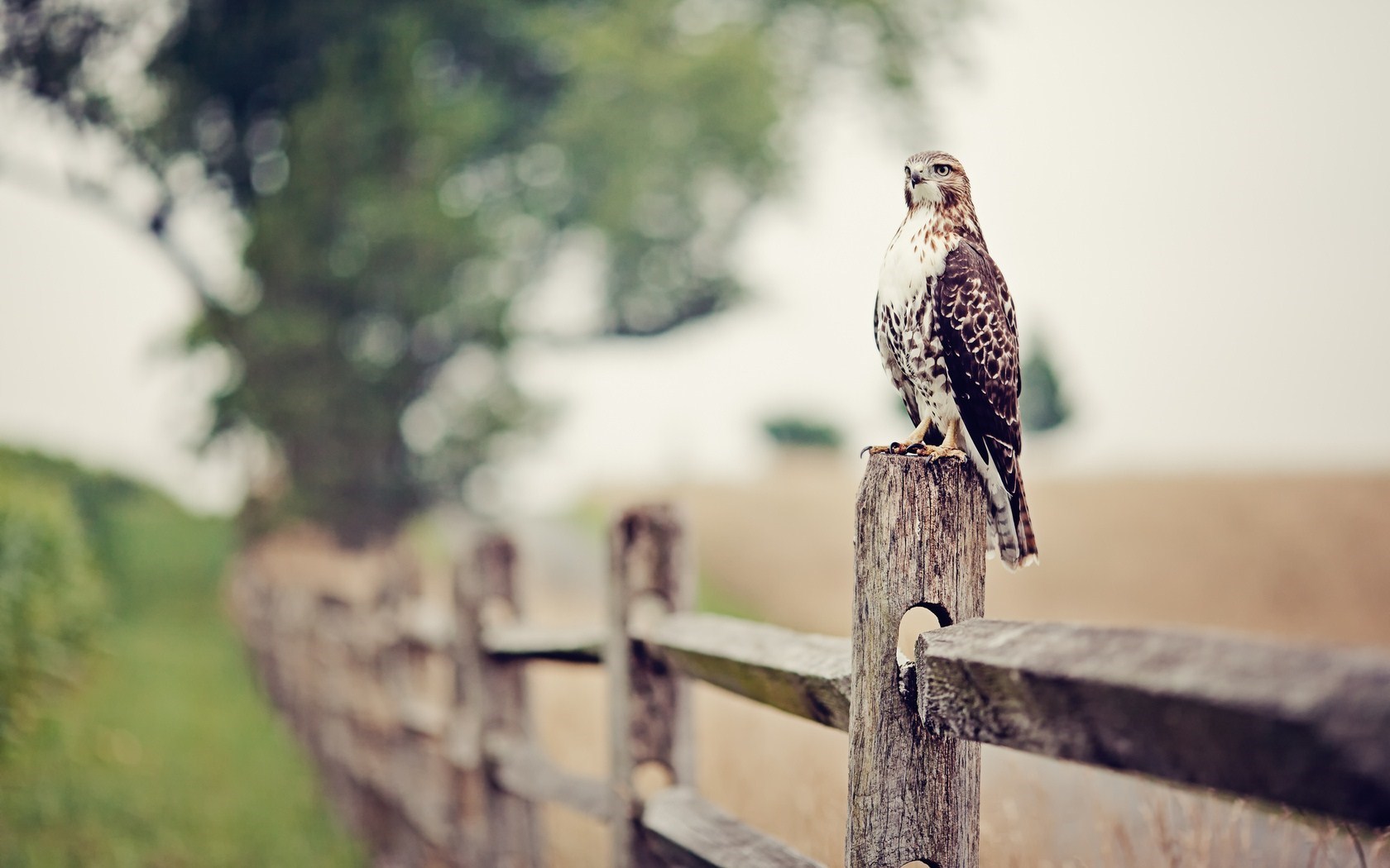 Falcon On A Fence - HD Wallpaper 