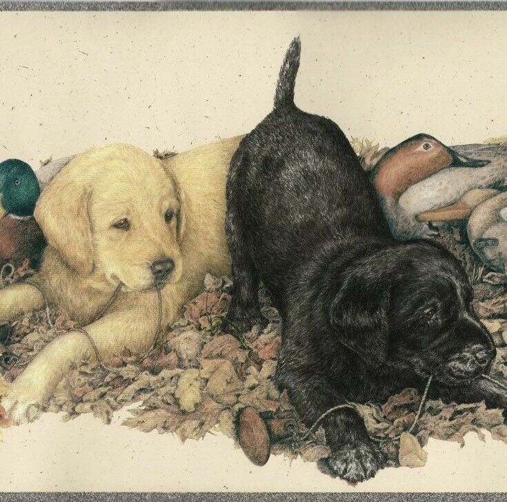 Labrador Retriever - HD Wallpaper 