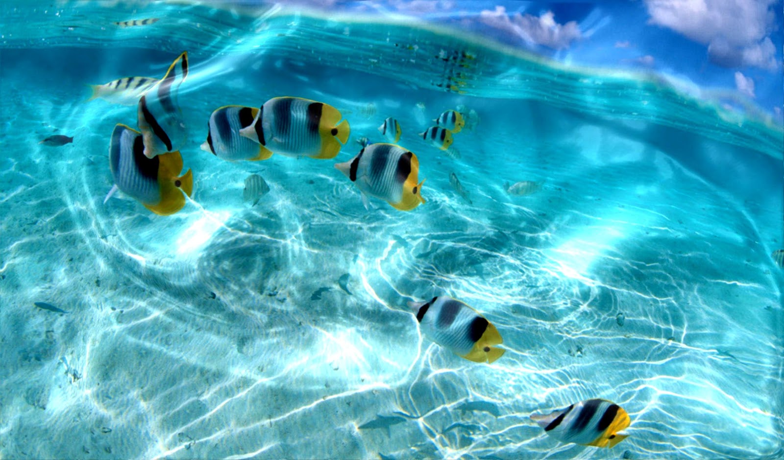 Live Wallpaper For Computer Download Amazing Wallpaper - Fish Wallpaper Live For Pc - HD Wallpaper 