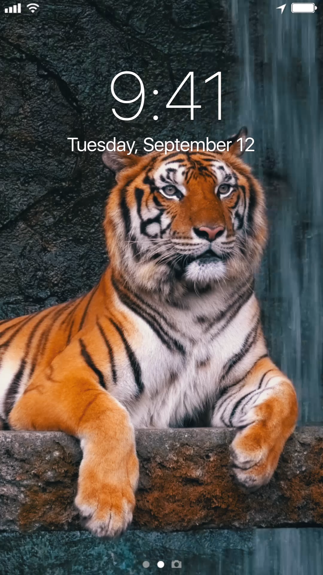 4k Tiger Live Video - 1080x1920 Wallpaper 