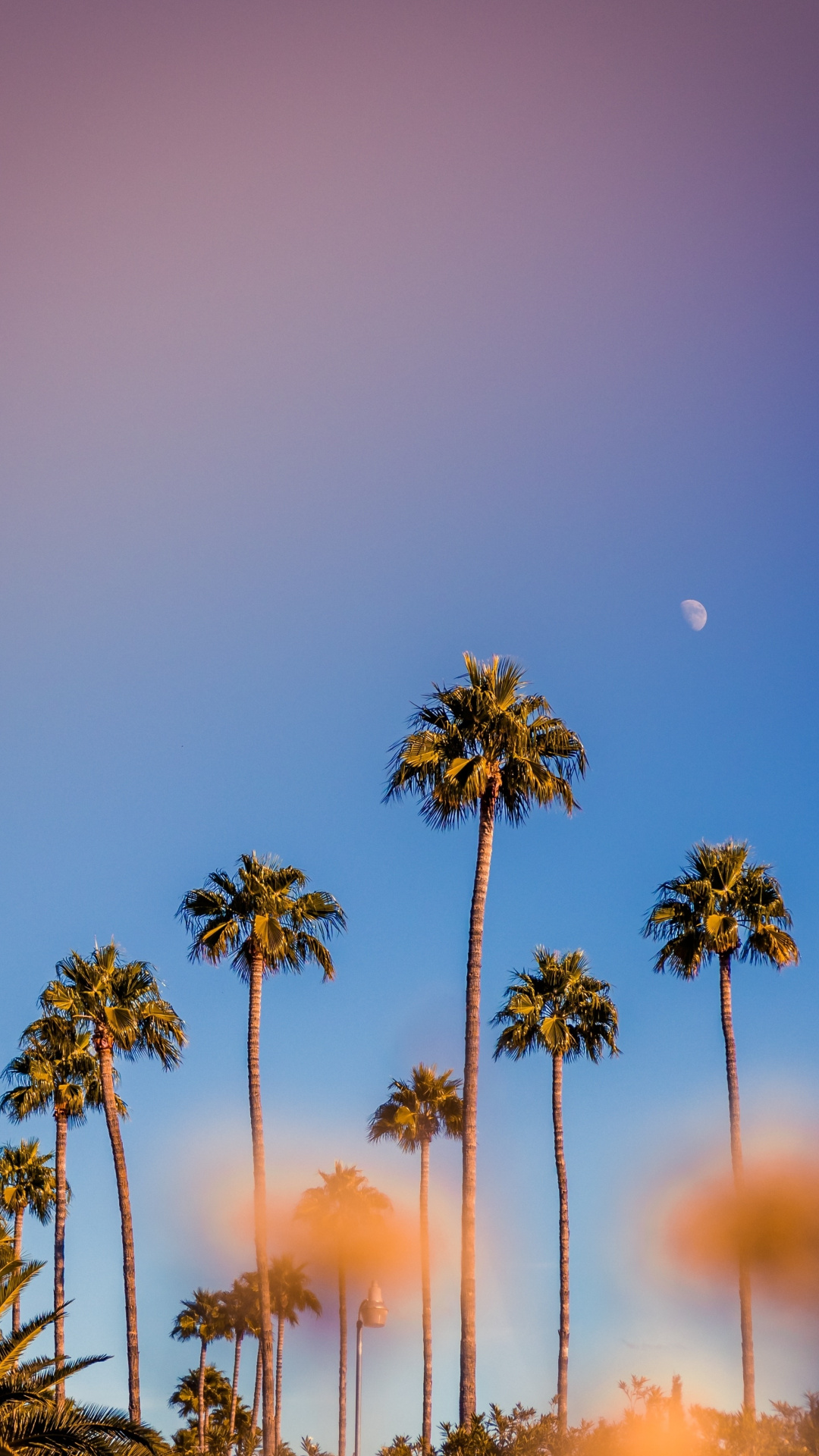 Portrait, Palm Trees, Minimal, Sunset, Wallpaper - Palm Trees Wallpaper Portrait - HD Wallpaper 