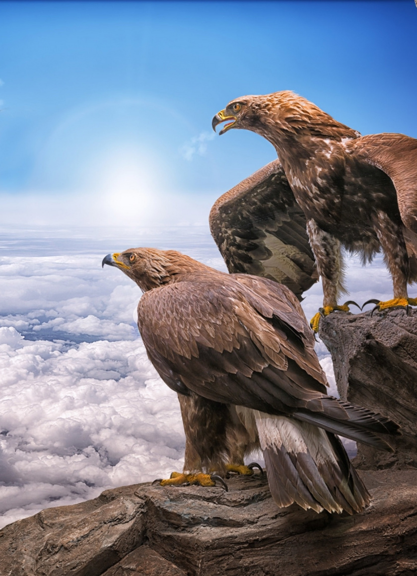 Golden Eagles, Birds, Clouds, Wallpaper - Golden Eagle Wallpaper Iphone - HD Wallpaper 