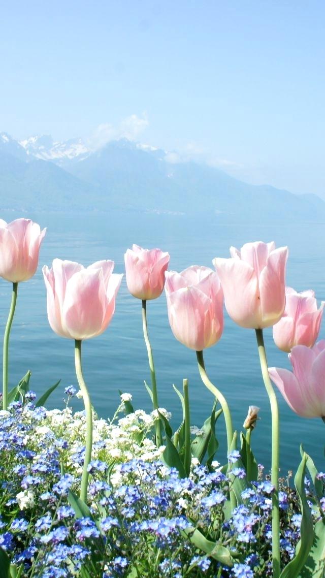 Spring Flowers Hd Wallpaper Wallpaper Spring Flowers - Tulips & Blue Sky - HD Wallpaper 