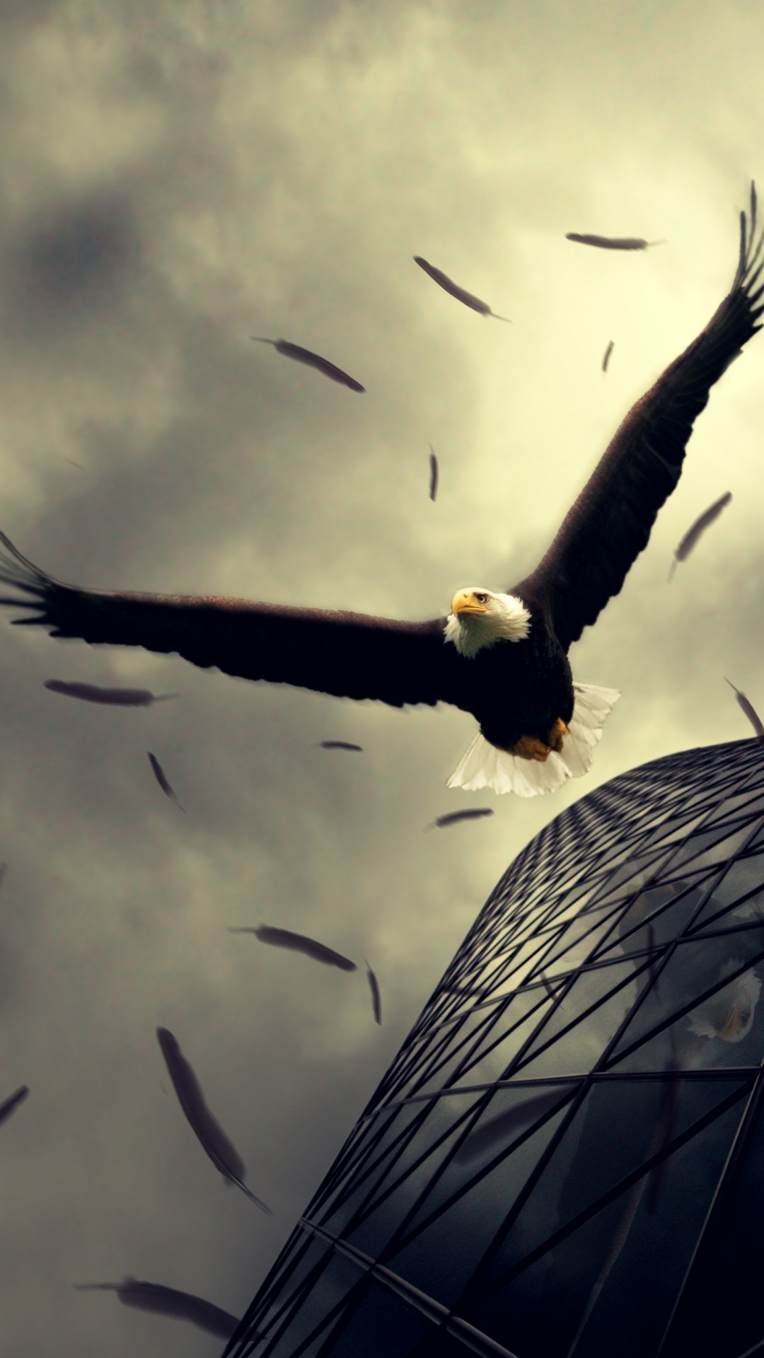 Eagle Flying - HD Wallpaper 