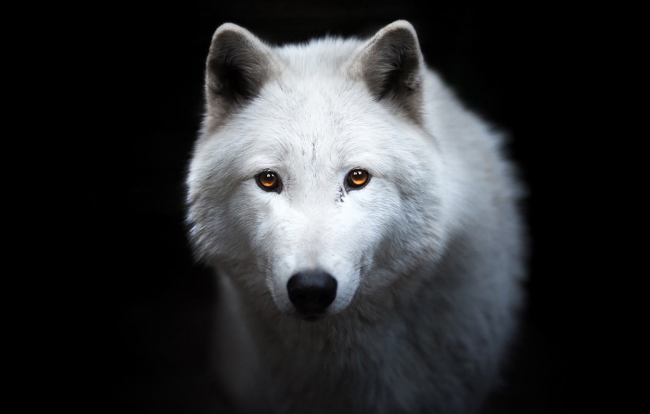 Photo Wallpaper White, Look, Face, Wolf, Portrait, - White Wolf Black Background - HD Wallpaper 