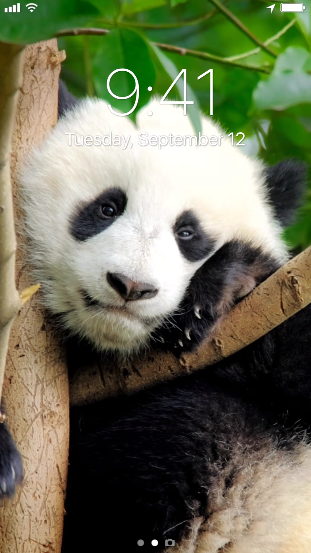 Cubs Panda Bear - HD Wallpaper 