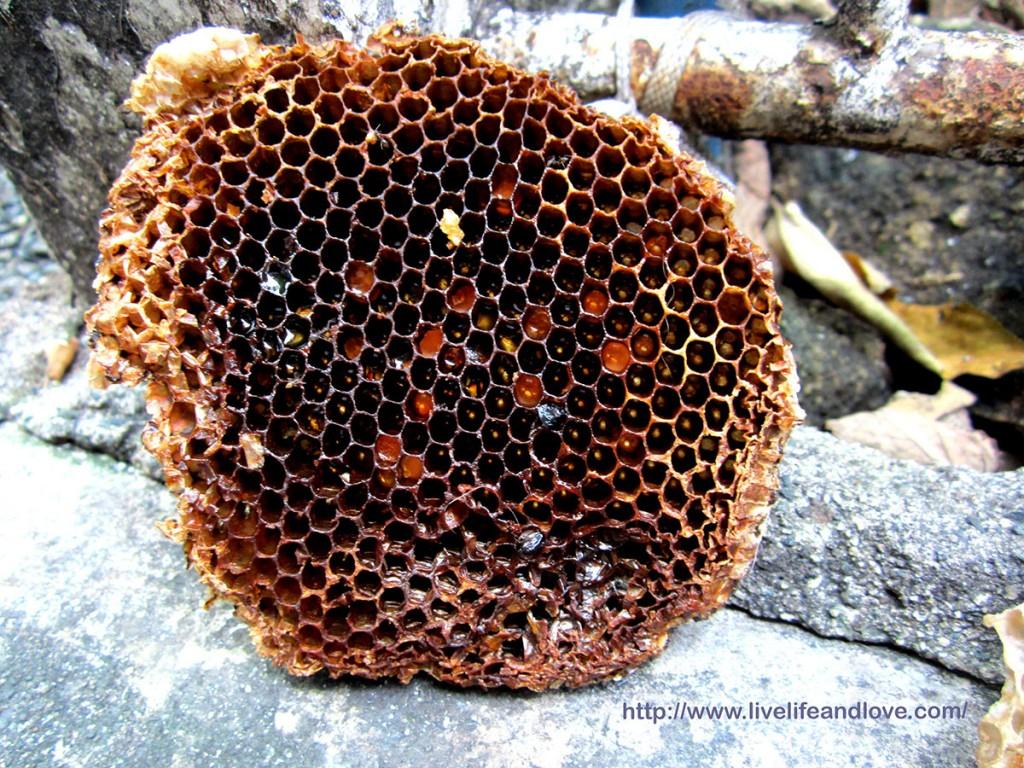 Hexagonal Beehive Closeup - HD Wallpaper 