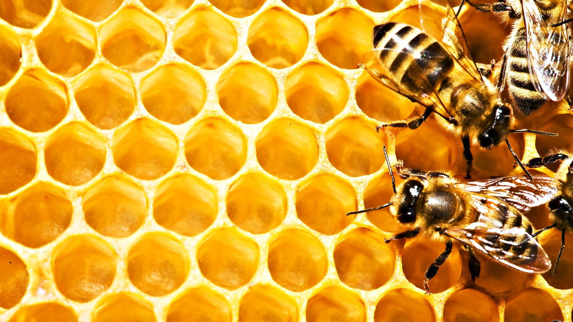Uses Of Honey Bee - HD Wallpaper 