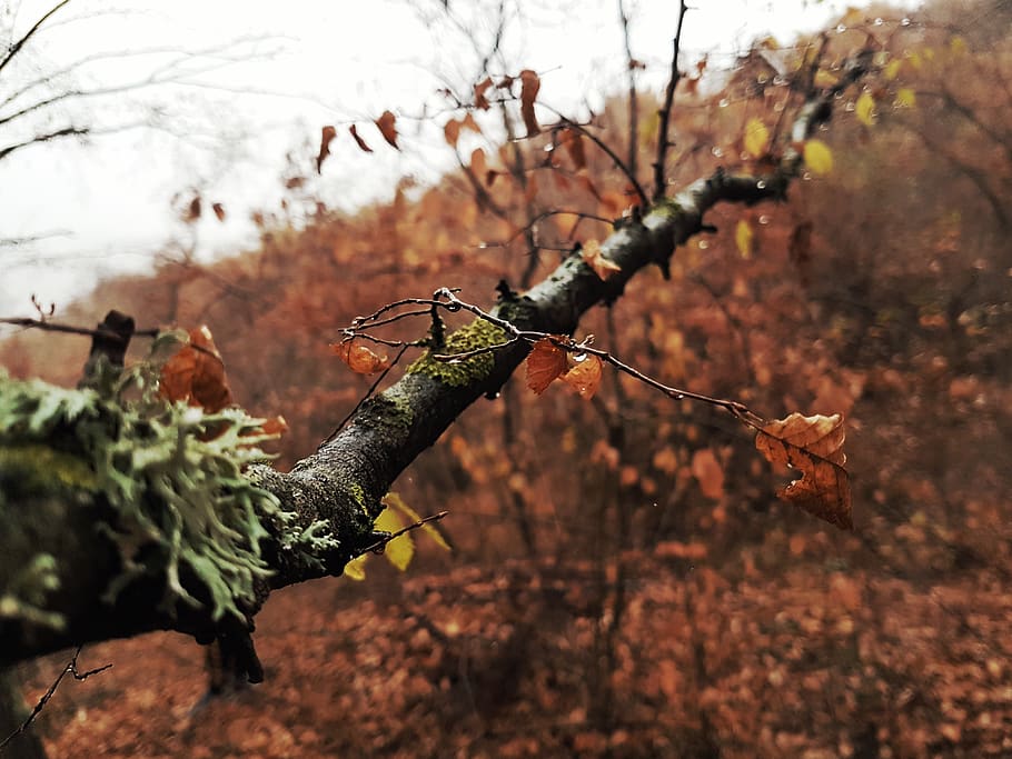 Macro Photography - HD Wallpaper 