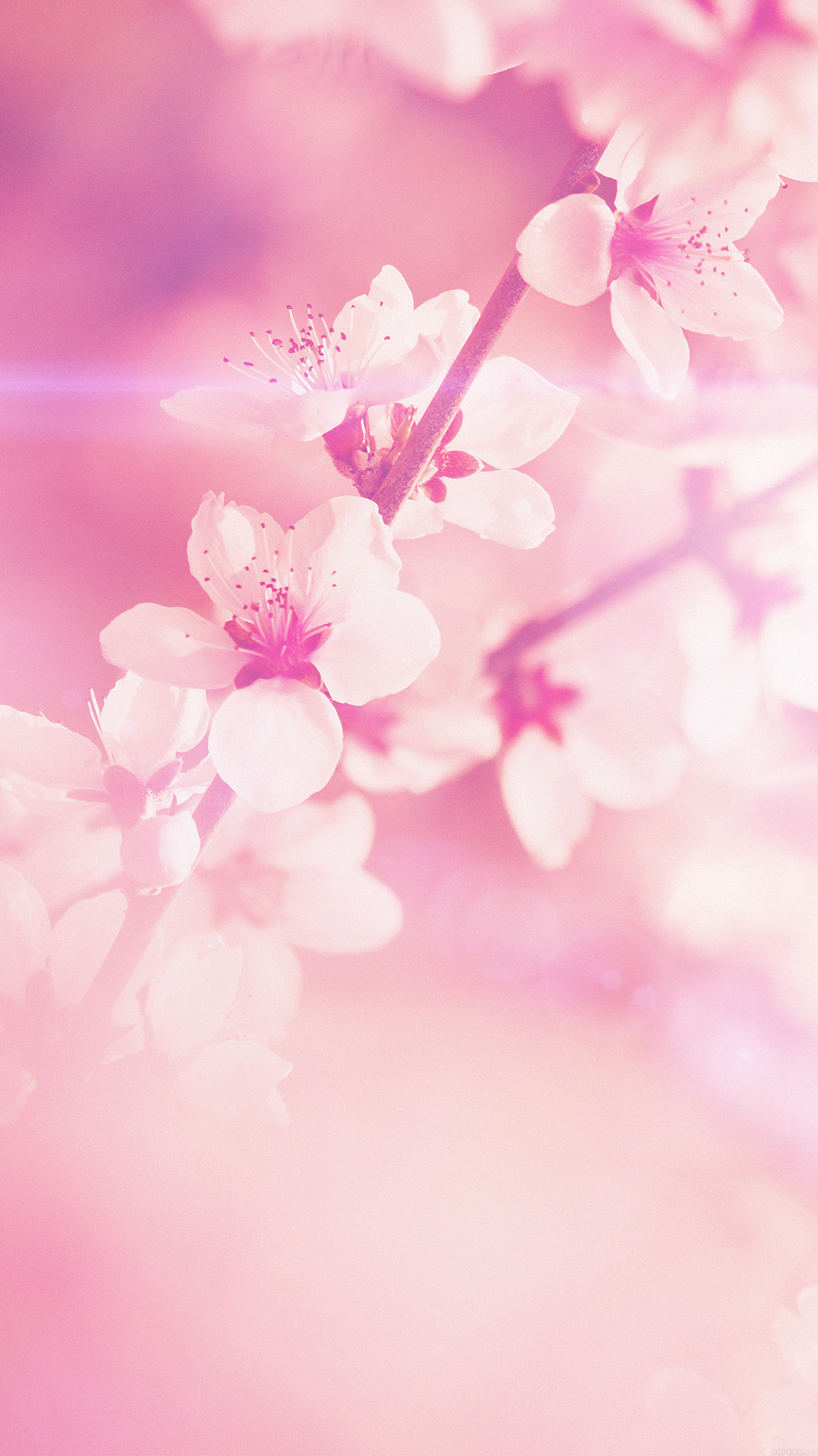Pink Cherry Blossom Phone Background - 1242x2208 Wallpaper 