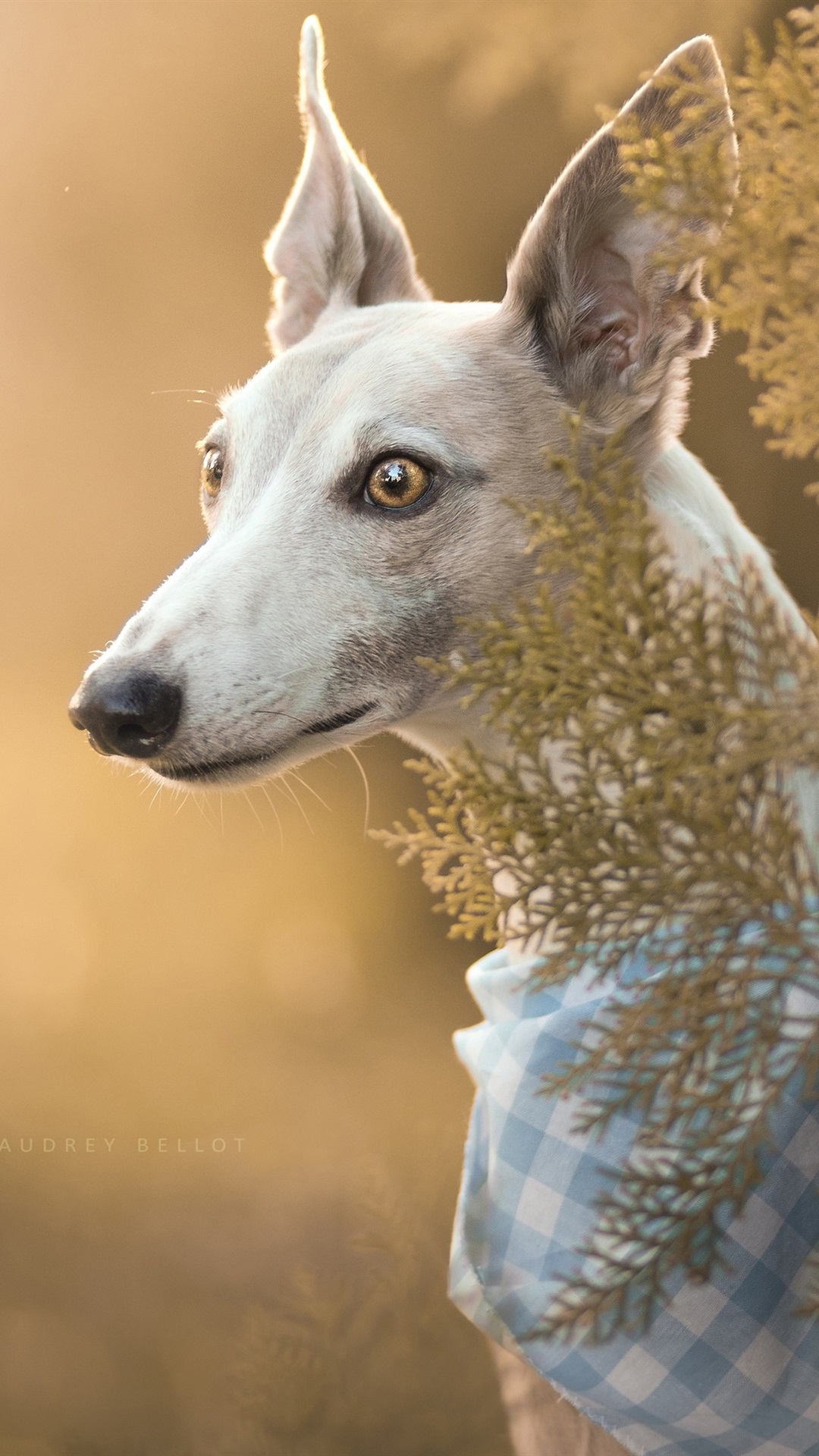 Iphone Wallpaper Italian Greyhound, Dog, Portrait - Italian Greyhound - HD Wallpaper 