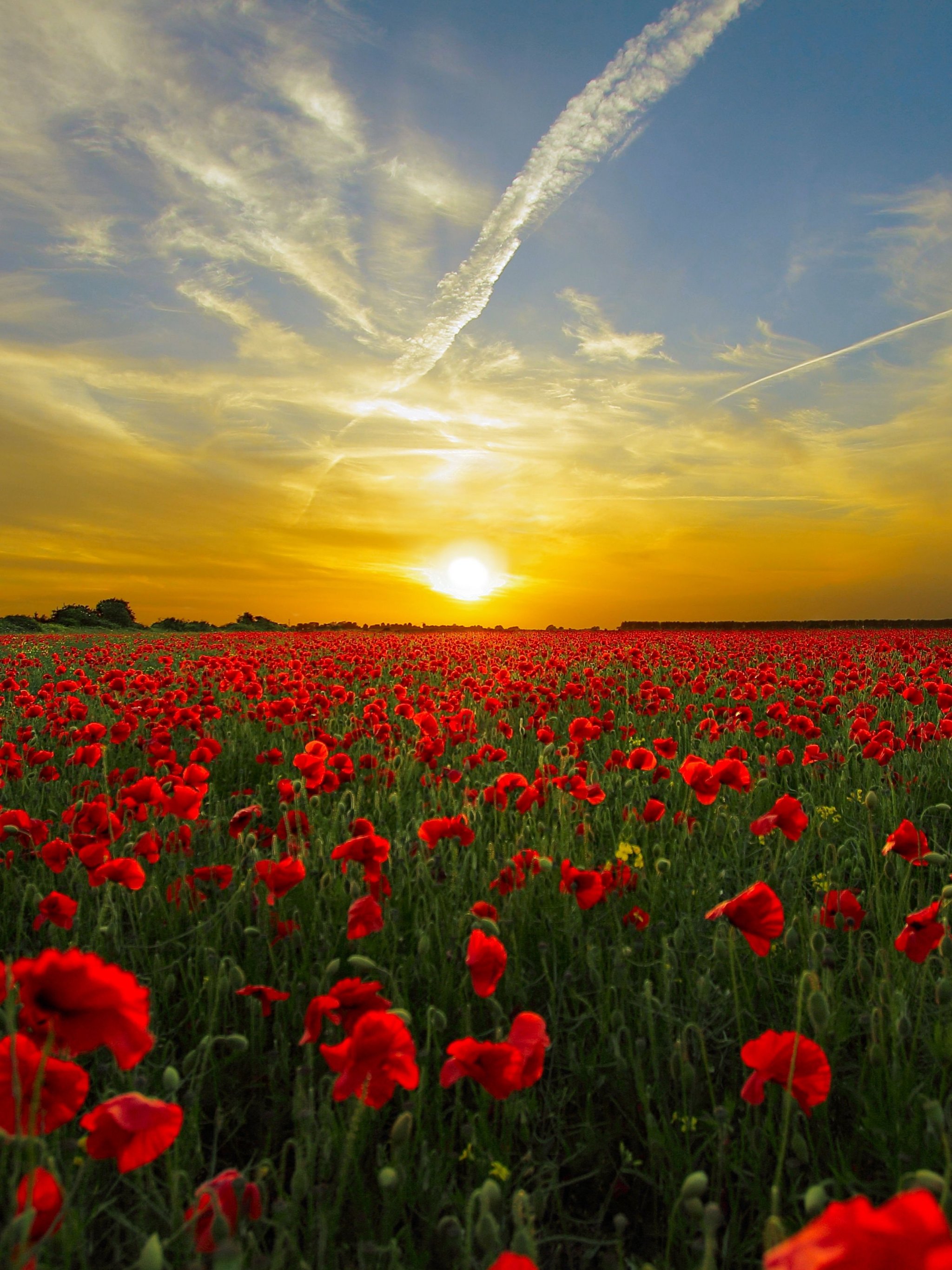 Poppy Field - HD Wallpaper 
