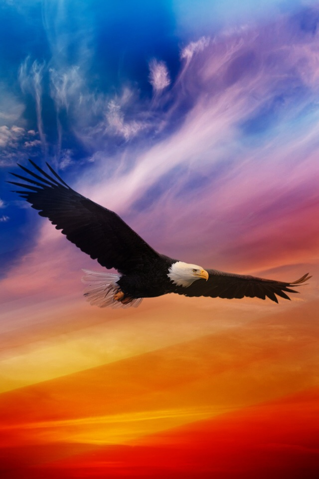 Flying Eagle Iphone 4s Wallpaper - Flying Eagle - HD Wallpaper 