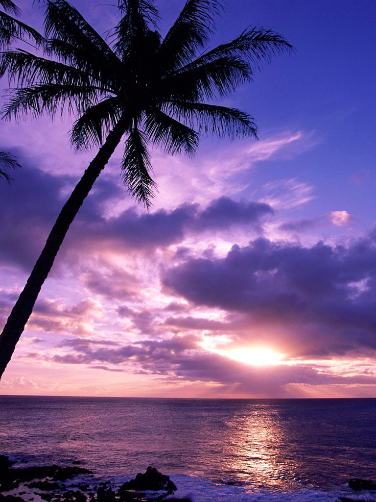 Portrait Mode Wallpaper - HD Wallpaper 