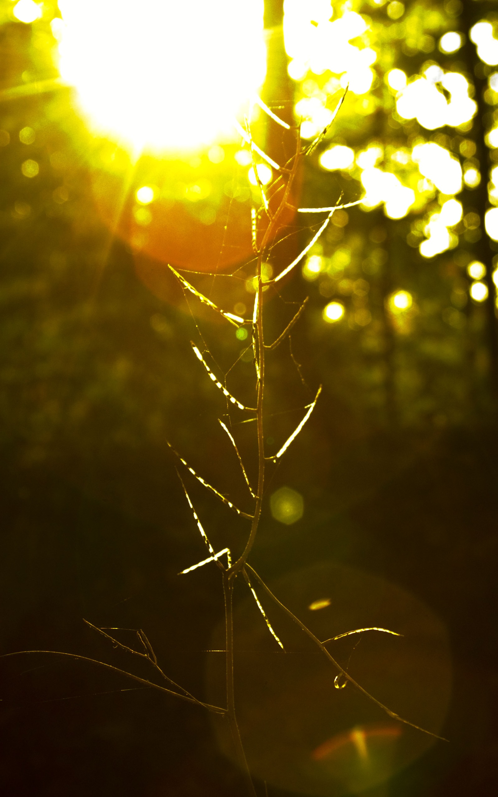 1080p Vertical Wallpaper - HD Wallpaper 
