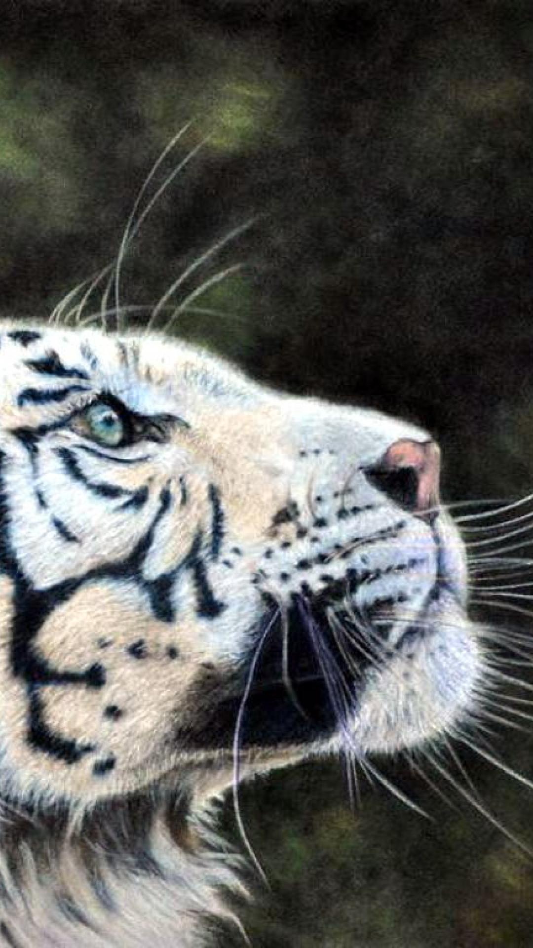 Best Hd Wallpaper Portrait In Wallpaper Windows 8 With - White Tiger And The Butterfly - HD Wallpaper 